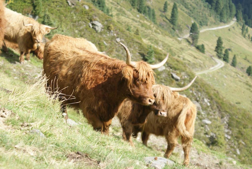 Kraftquelle Herrnmuhle Bramberg am Wildkogel Eksteriør bilde